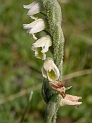 Orchids